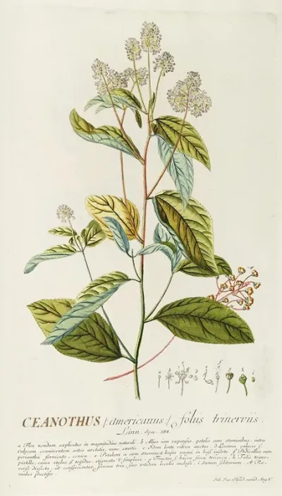 Ceanothus