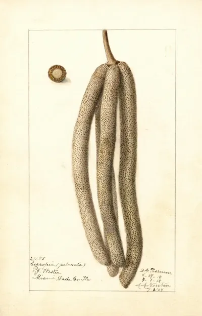 Cecropia Palmata