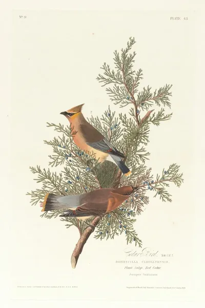 Cedar Bird 2