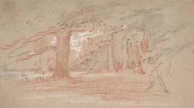 Cedar Trees In A Park