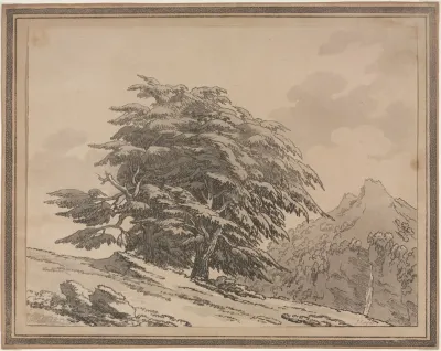 Cedar