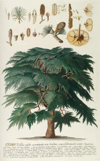 Cedrus Ii