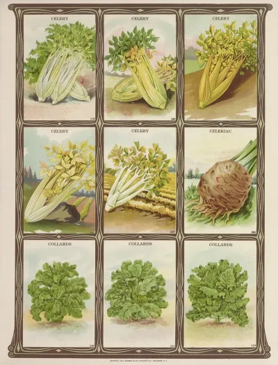 Celery Celeriac Collards
