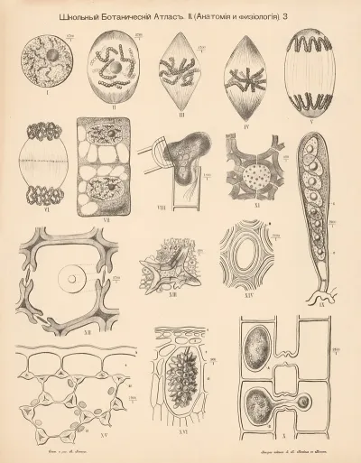Cells