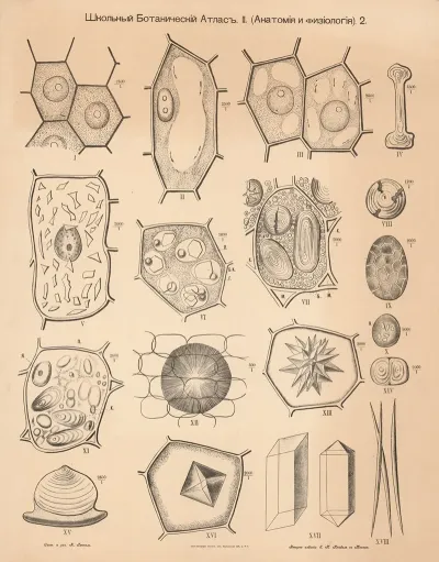 Cellular Tissue