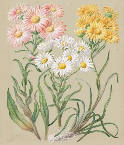 Celmisia Incana White Mountain Musk Or Woolly Mountain Daisy Celmisia Coriacea Silvery Cotton Daisy Celmisia Larcifolia Needle Leaved Mountain Daisy