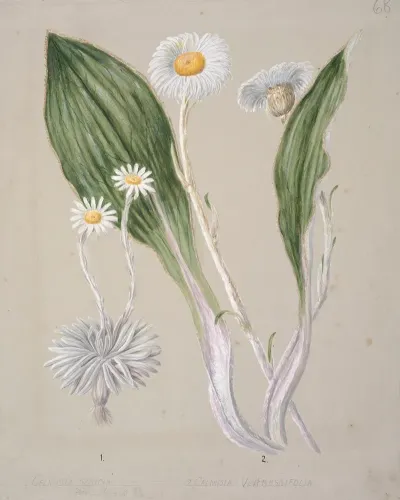 Celmisia Mountain Daisy