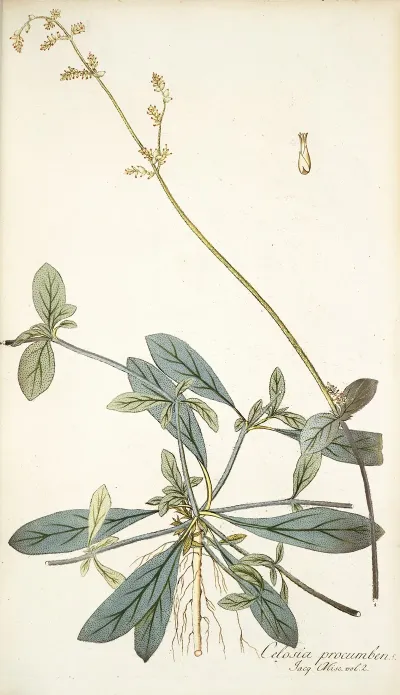 Celosia Procumbens