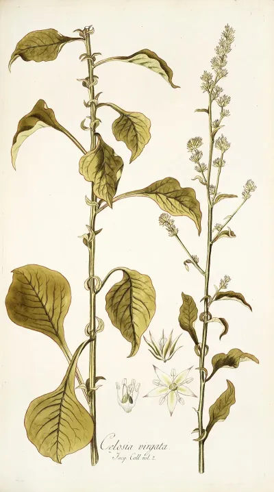 Celosia Virgata