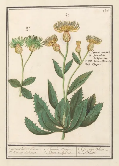 Centauri Centaurea 1 Groote Koorn Bloeme 2 Koorn Bloeme