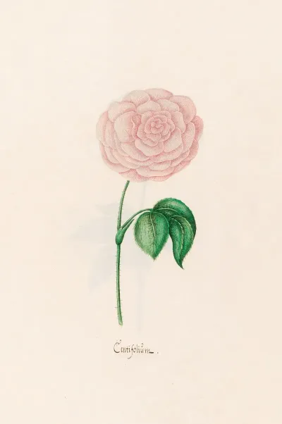 Centifolium