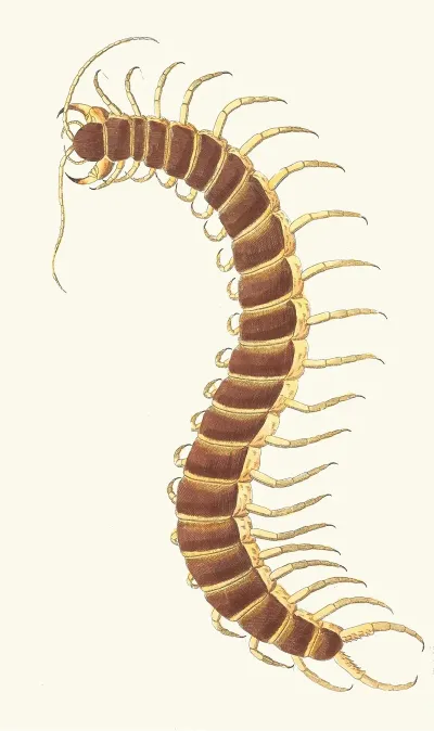 Centipede