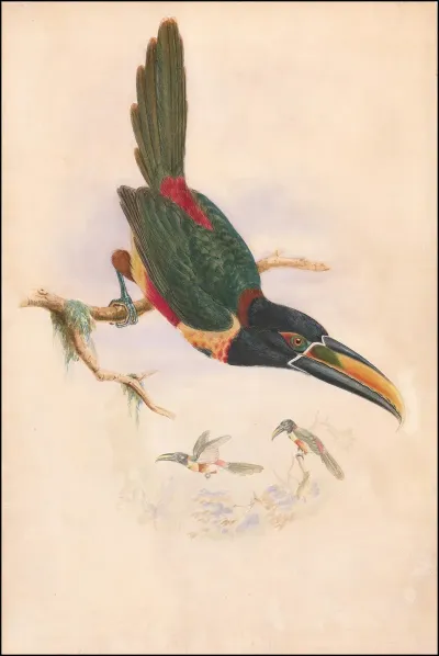Central American Aracari