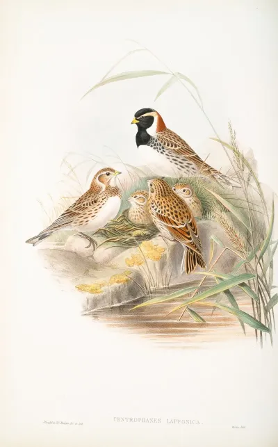 Centrophanes Lapponica Lapland Bunting
