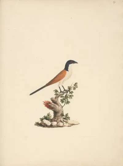 Centropus Monachus Blue Headed Coucal