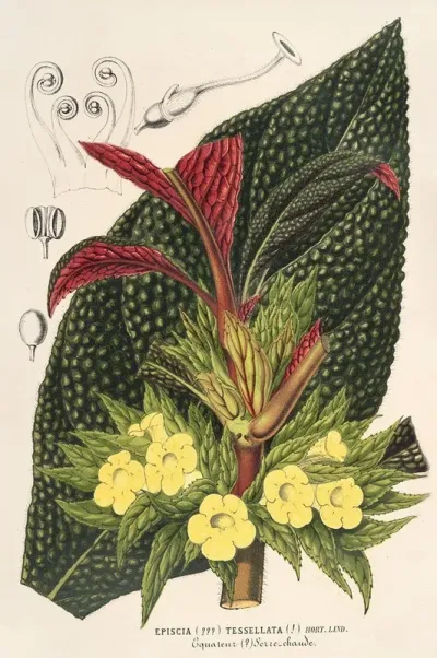 Centrosolenia Bullata Episcia Tessellata