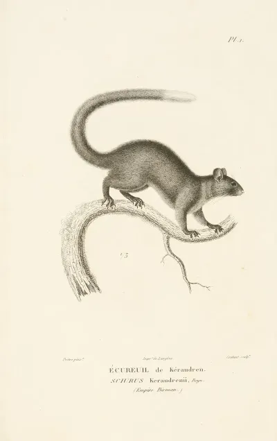Centurie Zoologique Pl 01