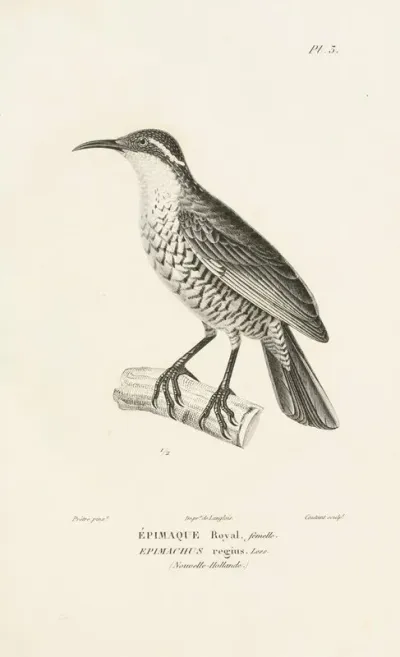 Centurie Zoologique Pl 03