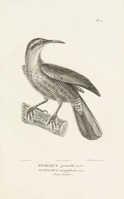 Centurie Zoologique Pl 04