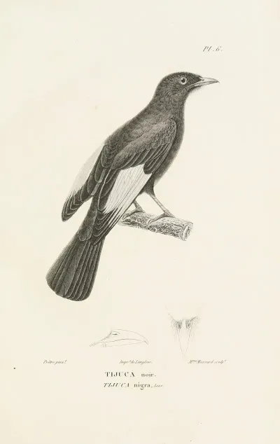 Centurie Zoologique Pl 06