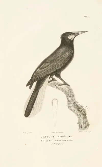 Centurie Zoologique Pl 07