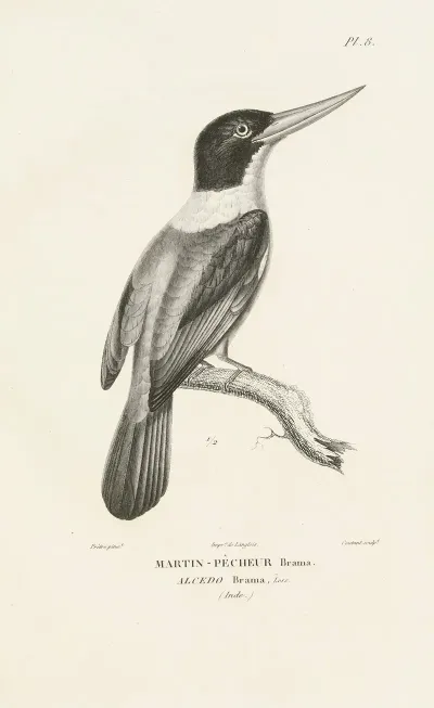 Centurie Zoologique Pl 08