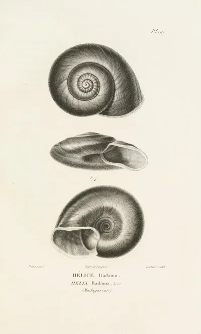 Centurie Zoologique Pl 09