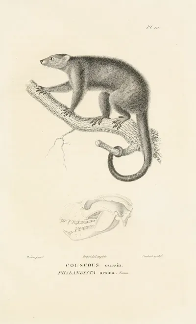Centurie Zoologique Pl 10