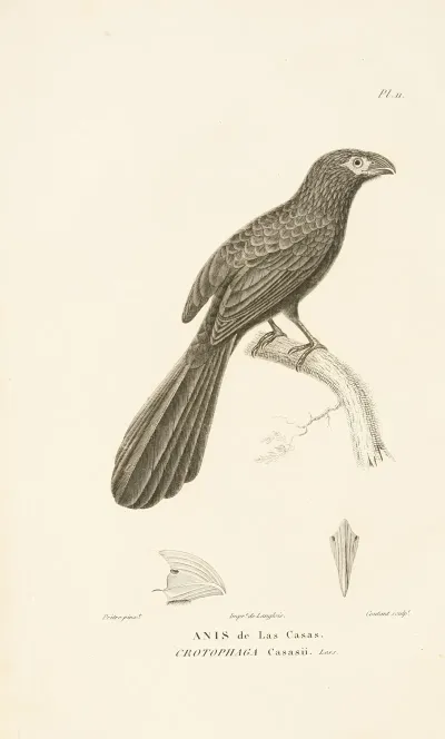 Centurie Zoologique Pl 11