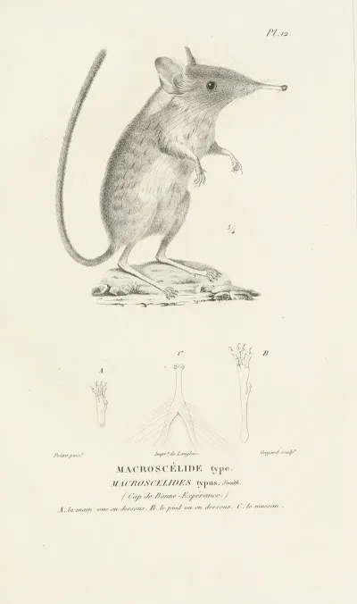 Centurie Zoologique Pl 12