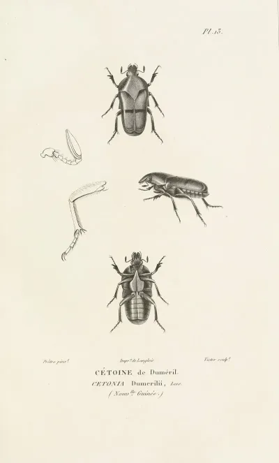 Centurie Zoologique Pl 13