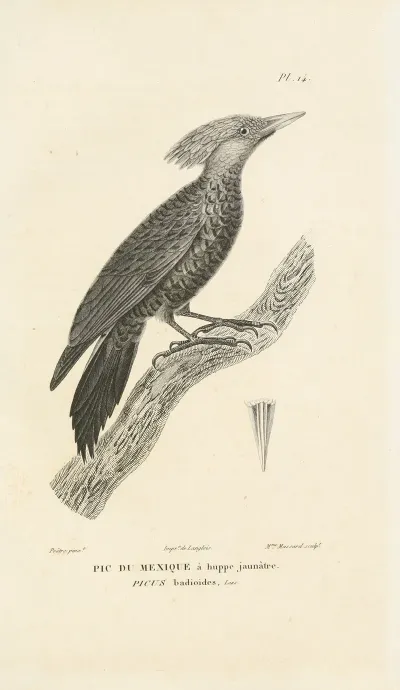 Centurie Zoologique Pl 14