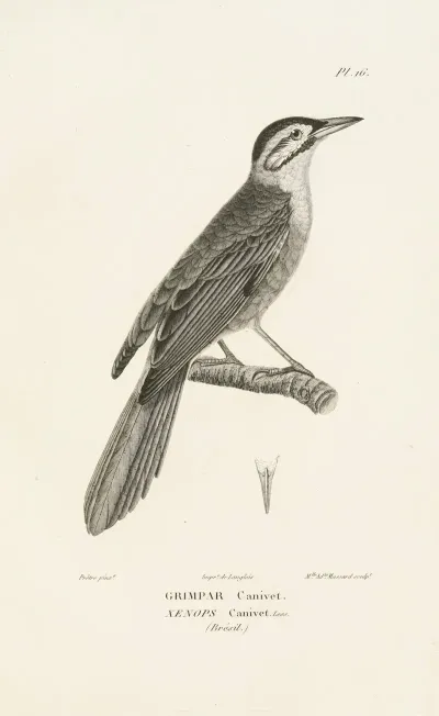 Centurie Zoologique Pl 16