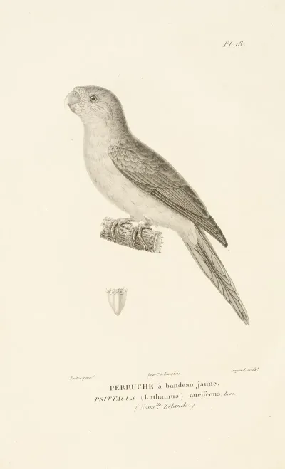 Centurie Zoologique Pl 18