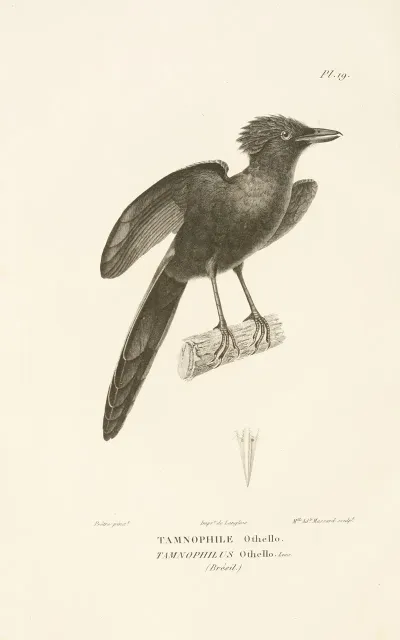 Centurie Zoologique Pl 19