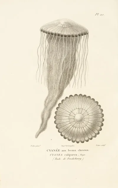 Centurie Zoologique Pl 20