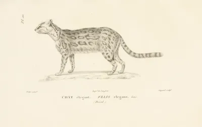 Centurie Zoologique Pl 21