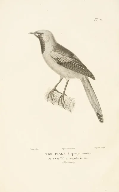 Centurie Zoologique Pl 22