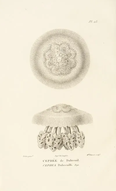 Centurie Zoologique Pl 23