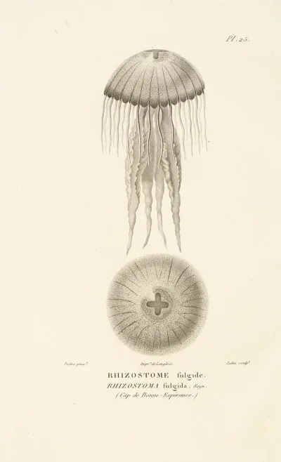Centurie Zoologique Pl 25