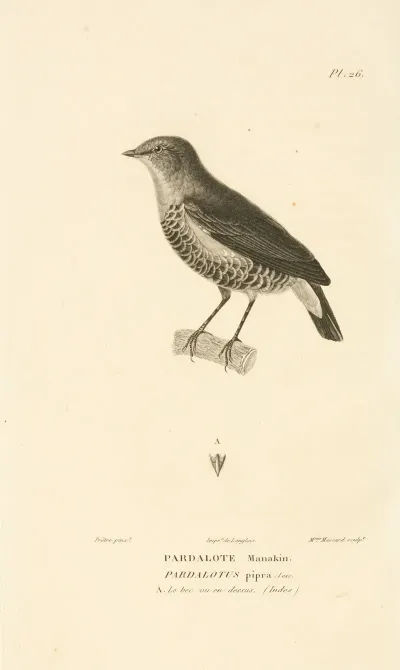 Centurie Zoologique Pl 26