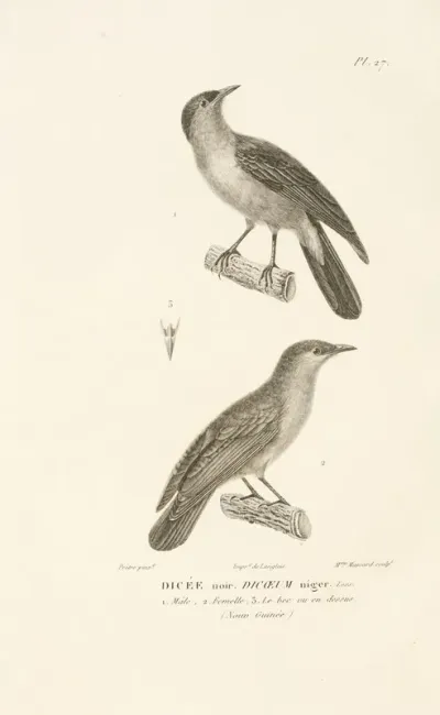 Centurie Zoologique Pl 27