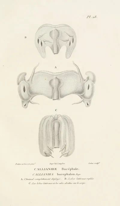 Centurie Zoologique Pl 28