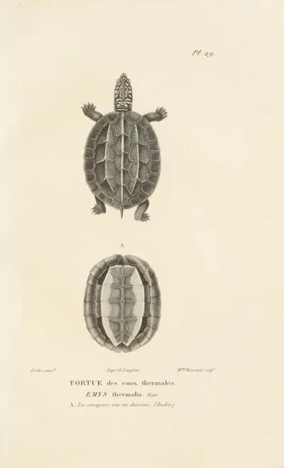 Centurie Zoologique Pl 29