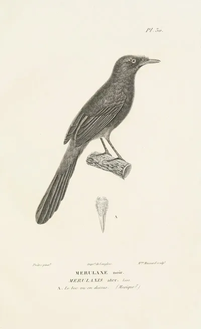Centurie Zoologique Pl 30