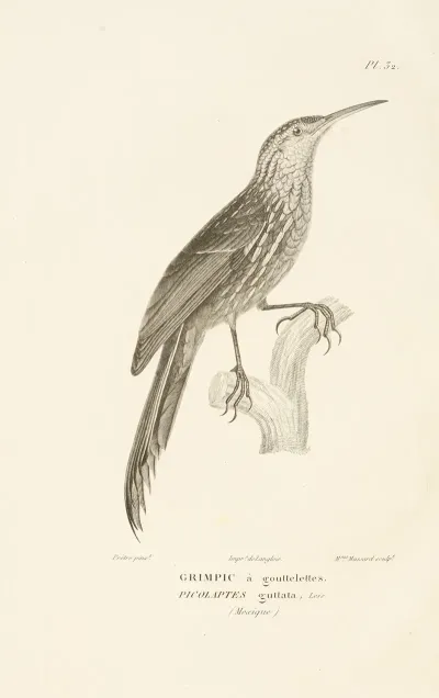 Centurie Zoologique Pl 32