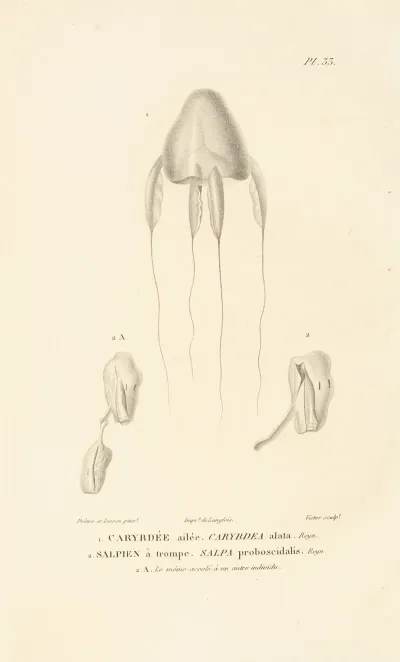 Centurie Zoologique Pl 33