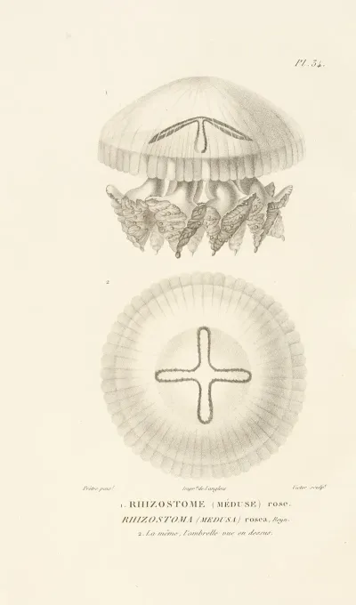 Centurie Zoologique Pl 34