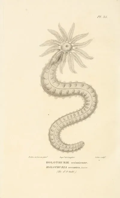 Centurie Zoologique Pl 35