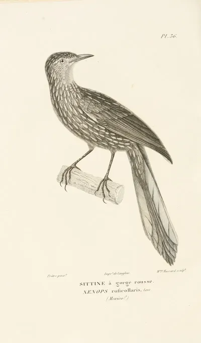 Centurie Zoologique Pl 36